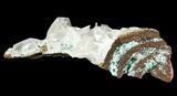 Selenite Crystals and Fibrous Rosasite Association - Mexico #51094-1